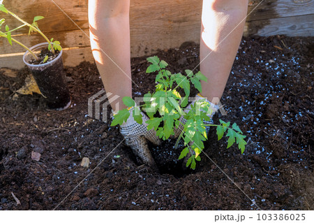 An organic garden is planted by young farmer with tomato seedlings. 103386025