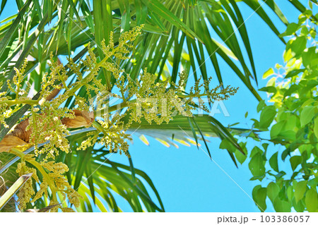 黄色いシュロの雌花(春、四月) 黄色いシュロの雌花(春、四月) 103386057