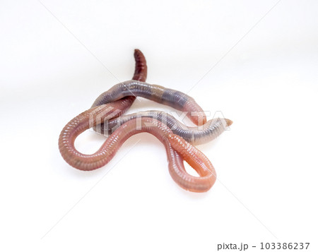 Two earthworms on a white background. Close-up, selective focus Two earthworms on a white background. Close-up, selective focus 103386237