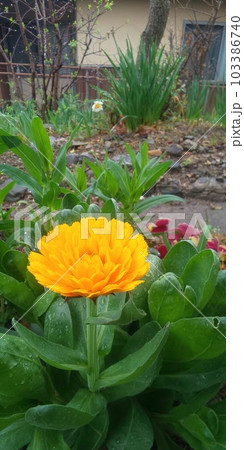 花壇に咲くキンセンカ 103386740
