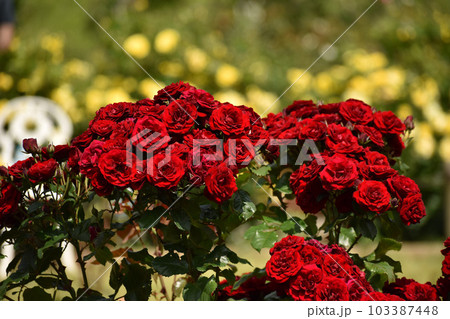 華やかな真っ赤な春のバラ 華やかな真っ赤な春のバラ 103387448