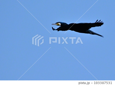 空を舞うカワウ 空を舞うカワウ 103387531