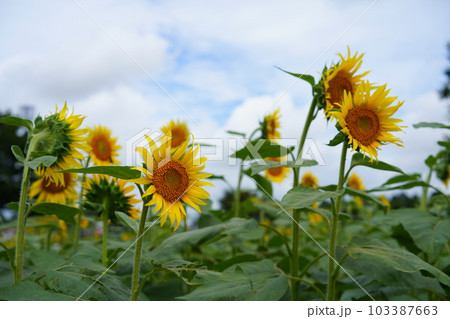 ひまわり畑のひまわり ひまわり畑のひまわり 103387663