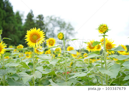 ひまわり畑のひまわり ひまわり畑のひまわり 103387679