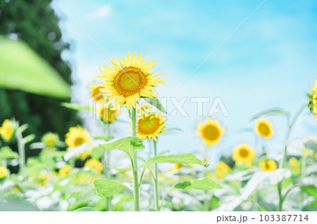 ひまわり畑のひまわり 103387714