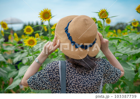 ひまわり畑のひまわり 103387739