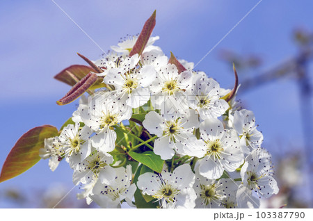 梨の花 梨の花 103387790