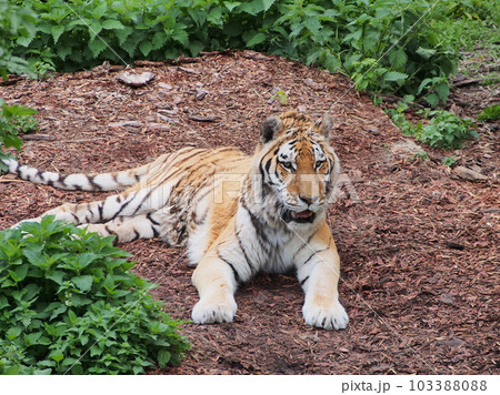 The Amur tiger is resting on a wooden platform after a hearty lunch. The diversity of the animal world, predators living on the planet. The Amur tiger is resting on a wooden platform after a hearty lunch. The diversity of the animal world, predators living on the planet. 103388088