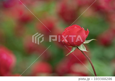 深紅の薔薇の花 103388286