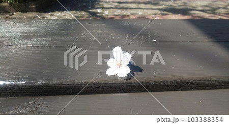 ベンチの上の桜 ベンチの上の桜 103388354
