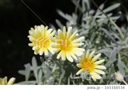 庭に咲くガザニアビーストシルバーフォックスの花 103388536