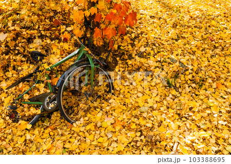 イチョウの落ち葉に埋まった自転車 103388695