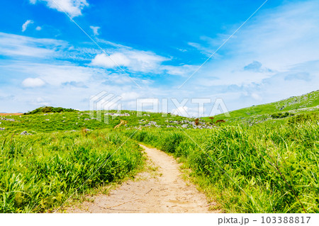 青空と新緑とカルスト大地 103388817