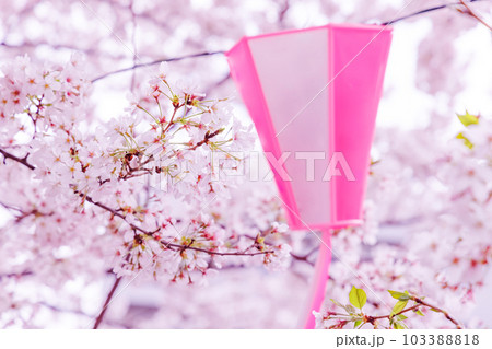 目黒川の満開の桜 103388818