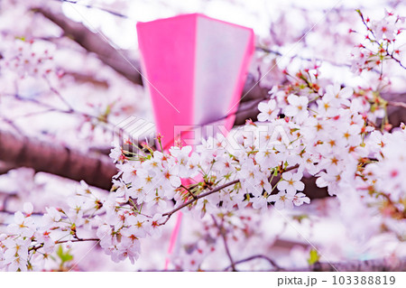 目黒川の満開の桜 103388819