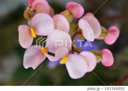 ベゴニア 花 レックスベゴニア ベゴニア 花 レックスベゴニア 103388892