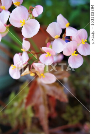 ベゴニア　花　レックスベゴニア 103388894