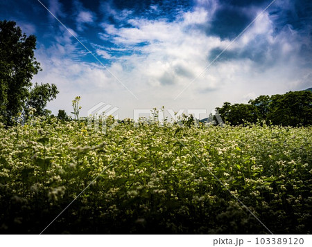 the time when buckwheat flowers bloom  103389120