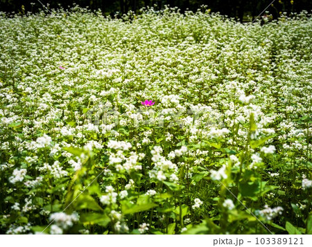 the time when buckwheat flowers bloom the time when buckwheat flowers bloom 103389121