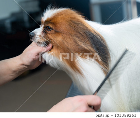 The woman combs the dog. Portrait of Papillon Continental Spaniel in the grooming salon. 103389263