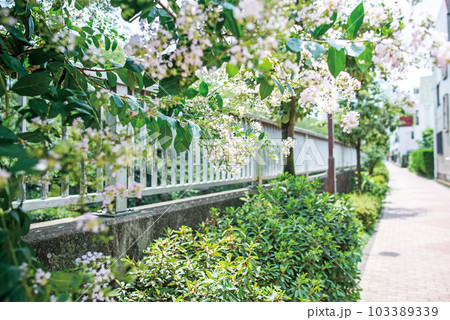 神田川四季の道 神田川四季の道 103389339