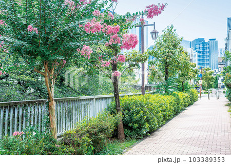 神田川四季の道 神田川四季の道 103389353