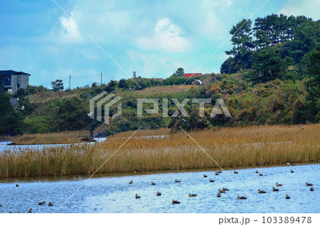 It is a beautiful winter scenery of migratory bird habitat in Jeju Island. It is a beautiful winter scenery of migratory bird habitat in Jeju Island. 103389478