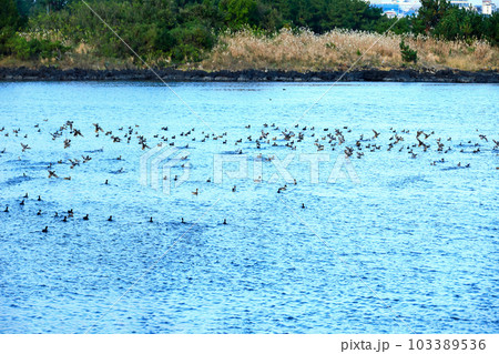 It is a beautiful winter scenery of migratory bird habitat in Jeju Island. It is a beautiful winter scenery of migratory bird habitat in Jeju Island. 103389536
