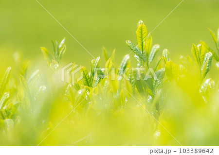 春の茶畑 春の茶畑 103389642