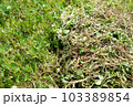 雑草の除草 103389854