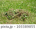 雑草の除草 103389855