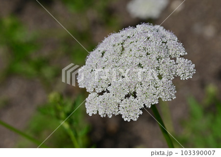 オカゼリ(セリ科)のニ年草 オカゼリ(セリ科)のニ年草 103390007