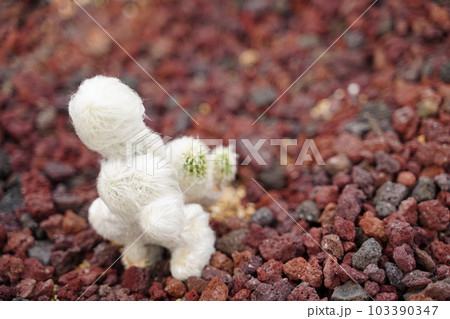 翁丸、おうまる、cephalocereus、senilis、サボテン、さぼてん、とんがり、針、 翁丸、おうまる、cephalocereus、senilis、サボテン、さぼてん、とんがり、針、 103390347