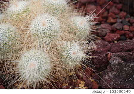 サボテン、さぼてん、とんがり、長刺白珠丸、mammillaria、geminispina、白い、丸い サボテン、さぼてん、とんがり、長刺白珠丸、mammillaria、geminispina、白い、丸い 103390349
