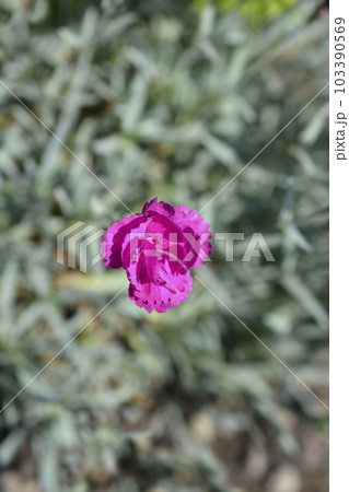 Pink Warden Hybrid 103390569