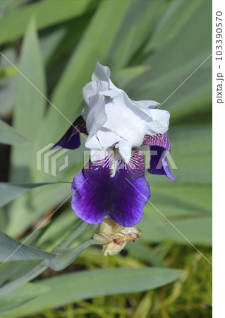 Tall bearded iris Elizabeth Noble 103390570