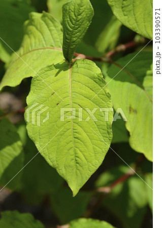 Japanese knotweed 103390571