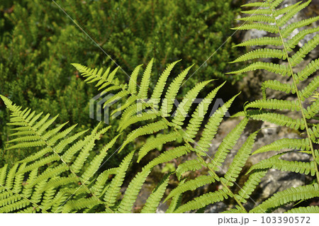 Common male fern 103390572