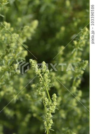 Mediterranean bedstraw Mediterranean bedstraw 103390586