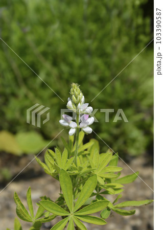 Dwarf Pixie Delight Lupine 103390587