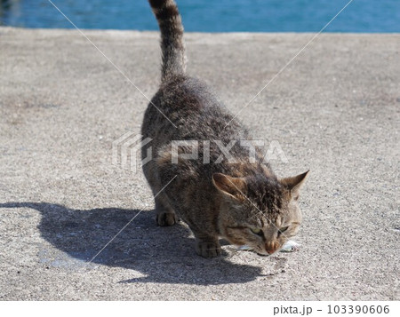 釣った魚を咥える漁港の猫 釣った魚を咥える漁港の猫 103390606