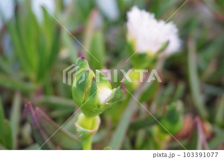 バクヤギク　莫邪菊　カルポブローツス・キレンシス　 103391077