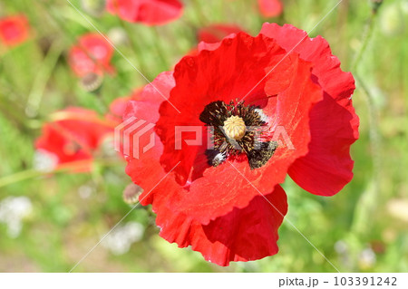 ヒナゲシ・虞美人草（ケシ科）一年草の花 103391242