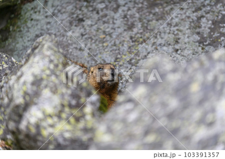Marmot (Marmota Marmota) standing in rocks in the mountains. Groundhog in wilde nature. 103391357