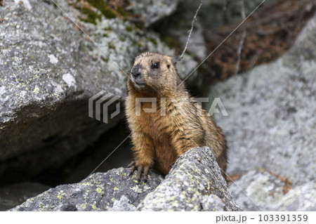 Marmot (Marmota Marmota) standing in rocks in the mountains. Groundhog in wilde nature. 103391359