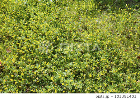 日本の横浜都市景観 前日は雨だが、小さな黄色い花は無事。コメツブツメクサが見頃=5月30日、横浜市内 日本の横浜都市景観 前日は雨だが、小さな黄色い花は無事。コメツブツメクサが見頃=5月30日、横浜市内 103391403