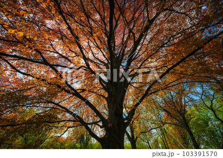 Majestic Copper Beech Tree In Spring 103391570