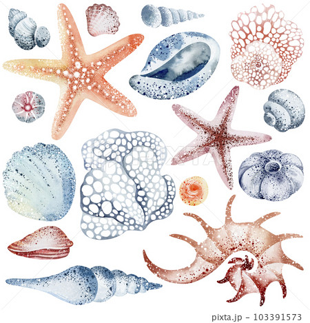 Set of Seashells on isolated white background, watercolor illustration, sea clipart 103391573