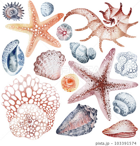 Set of Seashells on isolated white background, watercolor illustration, sea clipart 103391574