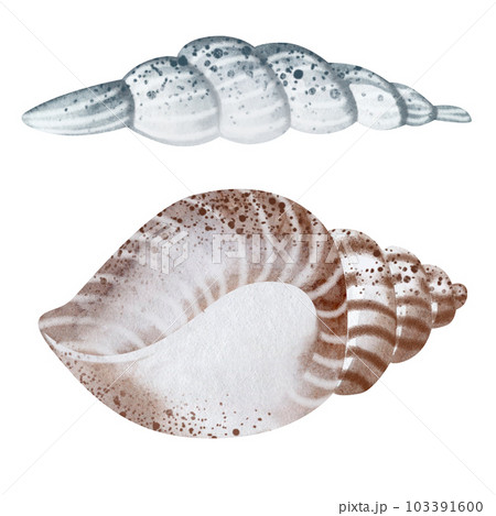 Set of Seashells on isolated white background, watercolor illustration, sea clipart 103391600